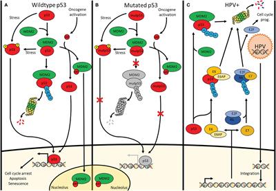 Restoring p53 Function in Head and Neck Squamous Cell Carcinoma to Improve Treatments